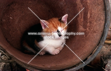 kitten in a bucket