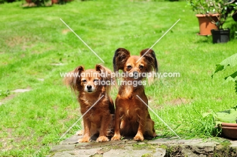 two Russian Toy Terriers sitting in garden