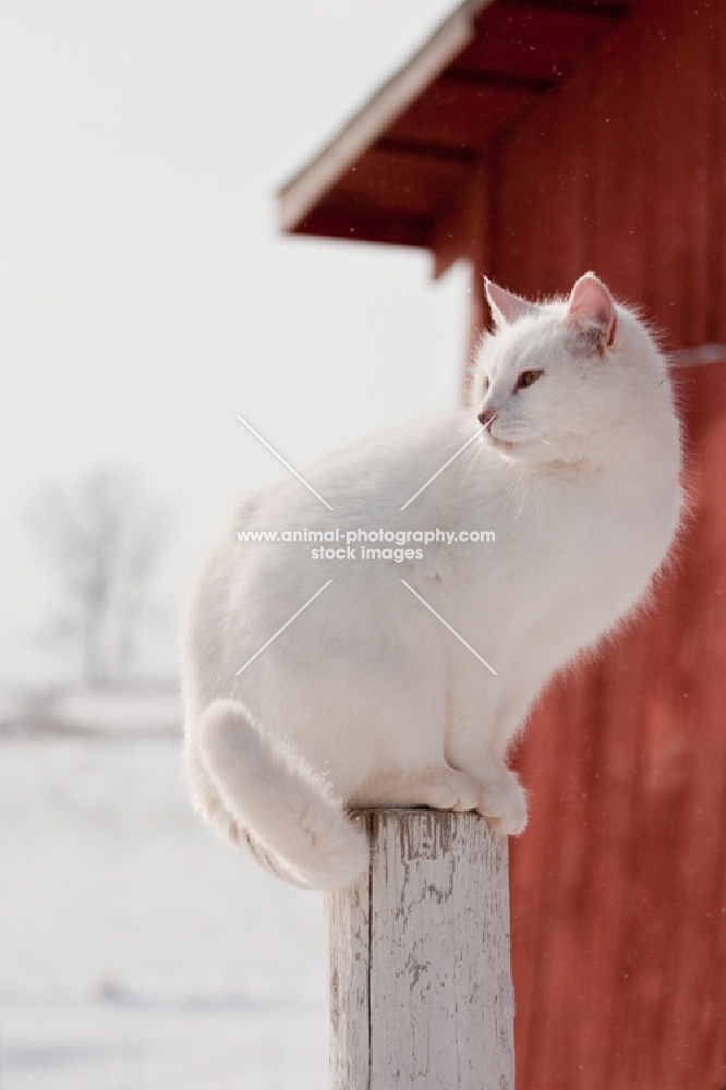 White barn cat sitting on fence post in winter.