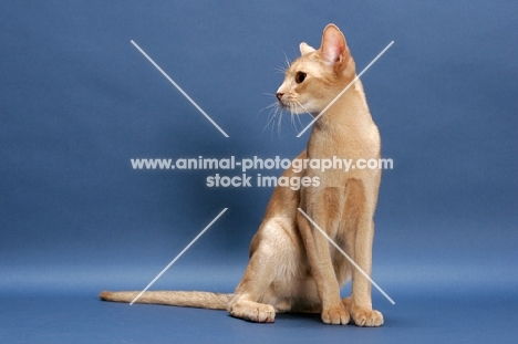 fawn Abyssinian, looking away