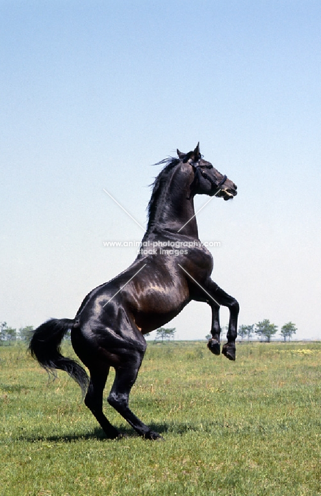 Furioso stallion rearing at Apaj Stud