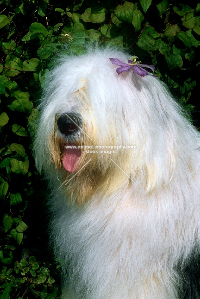 galumphing tails i win for tailormade, ahab, old english sheepdog with flower in his hair