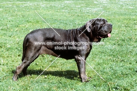 neapolitan mastiff in germany