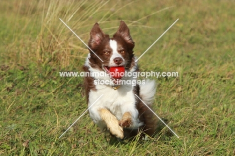 Border Collie running with red ball