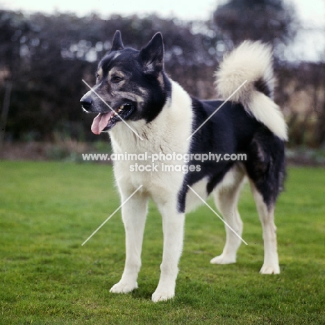 siberian husky, inuk