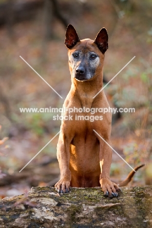 Thailand Ridgeback front view, on log