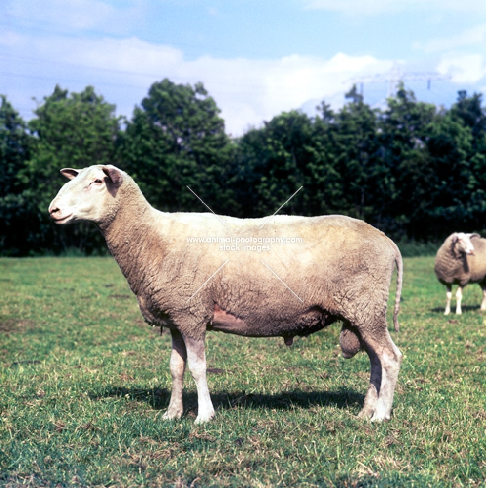 friesland sheep side view in holland