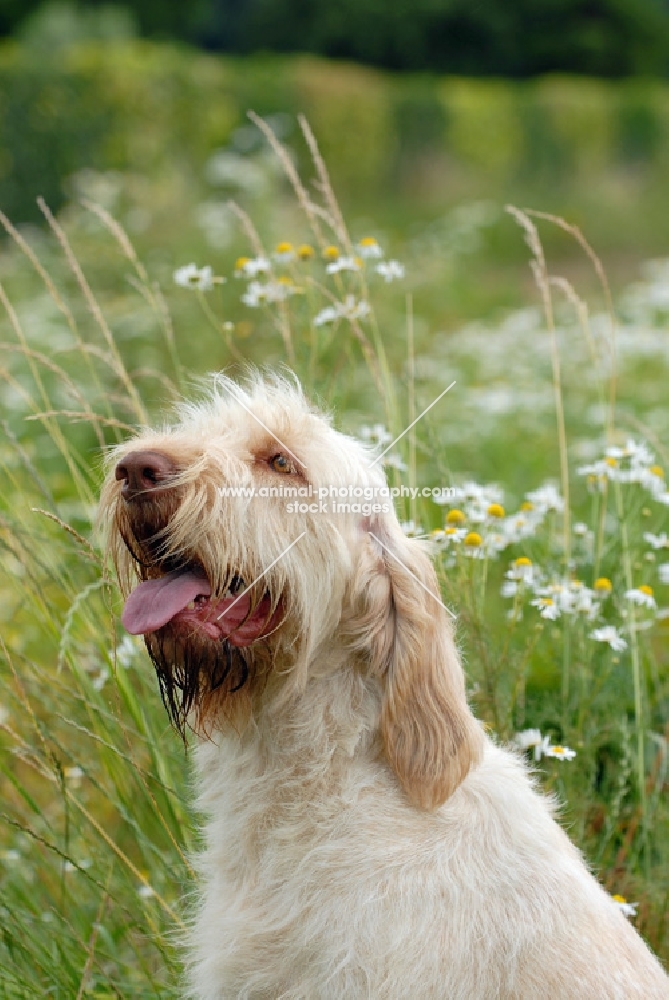 Italian Spinone looking up