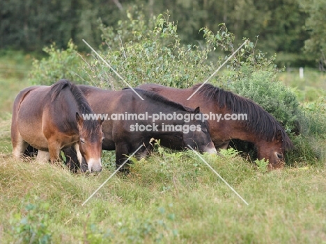 group of Exmoor Ponies