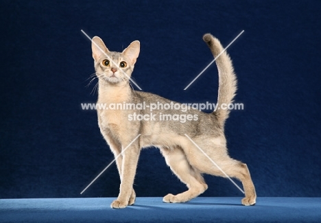 Blue Torbie Abyssinian standing left looking at camera against blue background, tail up.