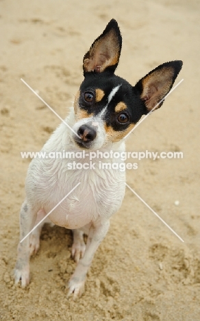 Toy Fox Terrier sitting on sand