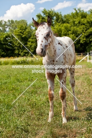 Appaloosa foal standing on grass