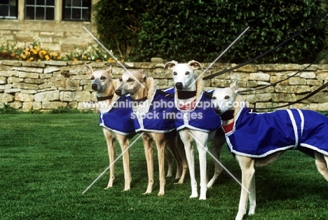group of four racing whippets by dry stone wall
