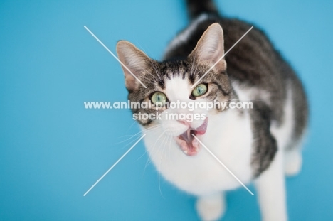Household cat sitting on blue background, sitting down