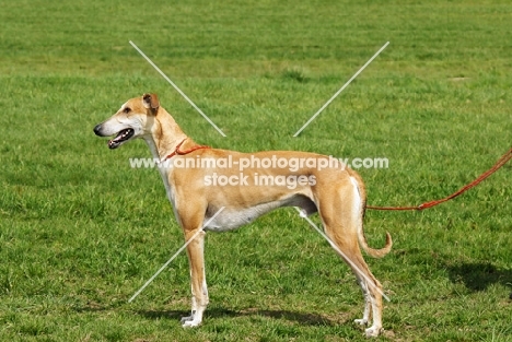 hortaya borzaya, south russian sighthound, standing