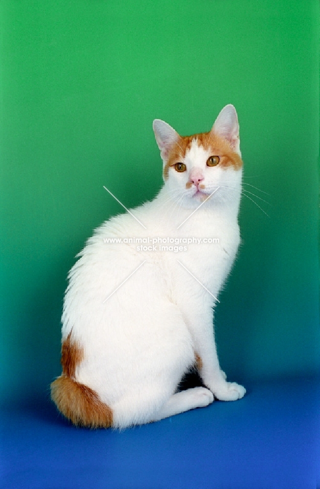 red and white Japanese Bobtail cat