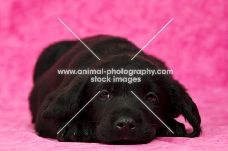 Sleepy Black Labrador Puppy lying on a pink background