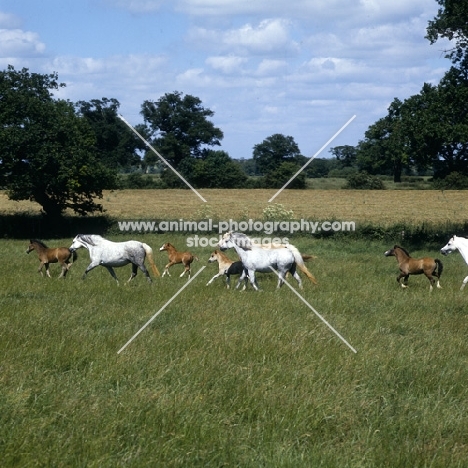 welsh mountain ponies mares and foals at pendock stud