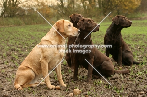 four Labrador Retrievers