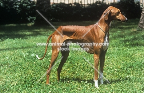 ch al hara's urey, azawakh posed on grass, res bis world show valencia