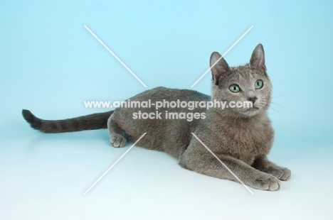 russian blue cat lying down