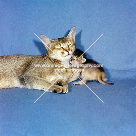 abyssinian cat snuggling up to her kitten