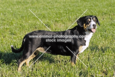 Entlebucher Sennenhund, side view