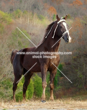 Tennessee Walking Horse