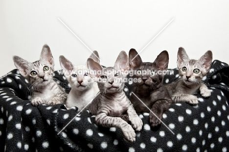 5 Peterbald kittens resting