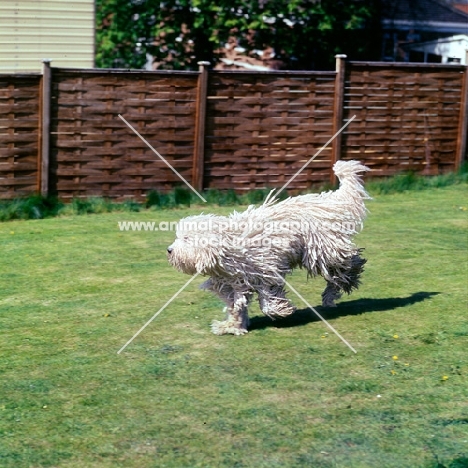 young komondor running on grass