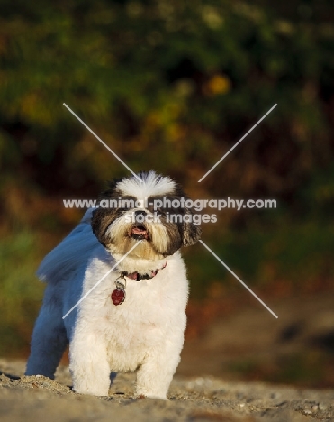 Shih Tzu