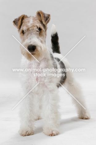 young wirehaired fox terrier