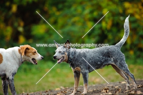 blue Australian Cattle Dog meeting another dog