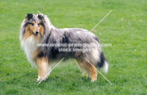 Champion Collie