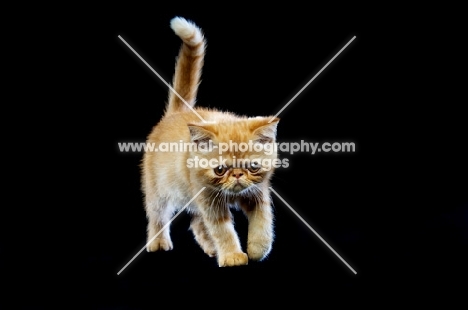 Exotic ginger kitten isolated on a black background