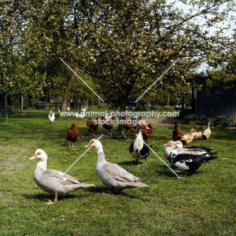 muscovy ducks standing in an orchard with hens and other birds