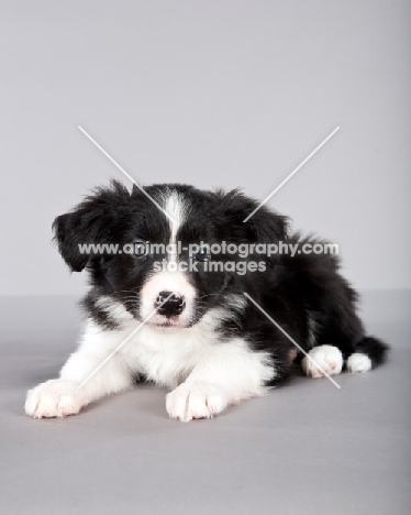 Border Collie puppy lying down