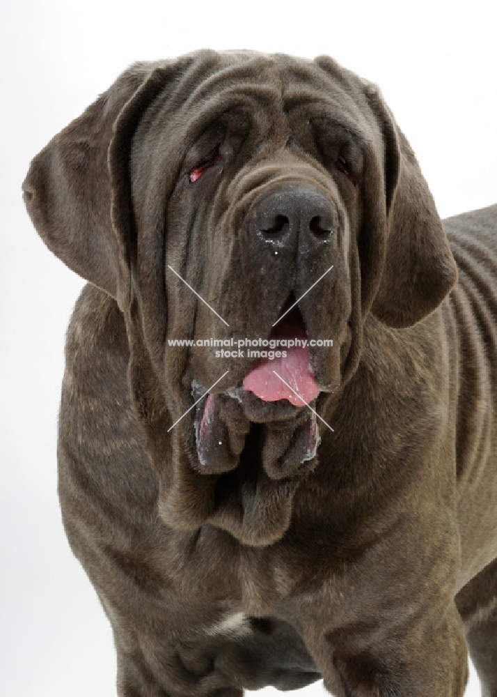 Neapolitan Mastiff on white background