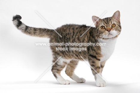 American Wirehair, Brown Mackerel Tabby & White, looking at camera