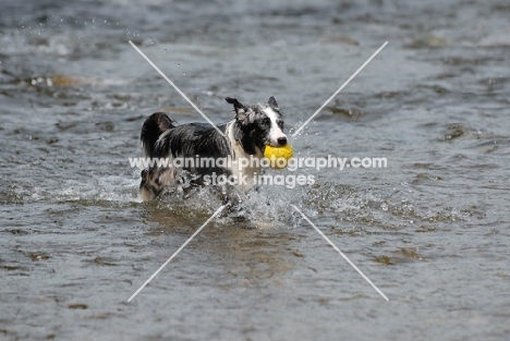 Australian Shepherd playing ball in river