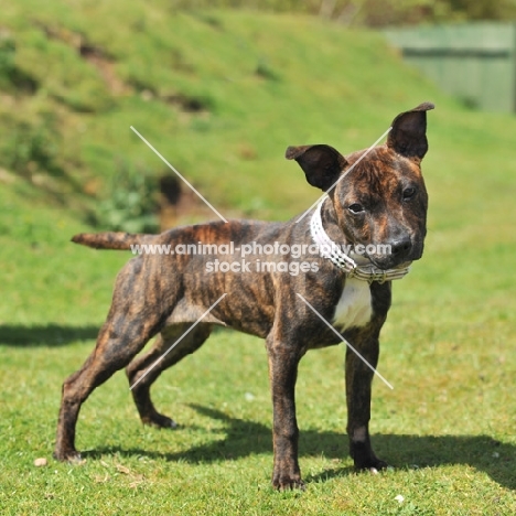 young brindle and white Staffordshire Bull Terrier