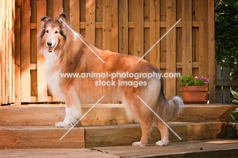 Rough Collie in garden