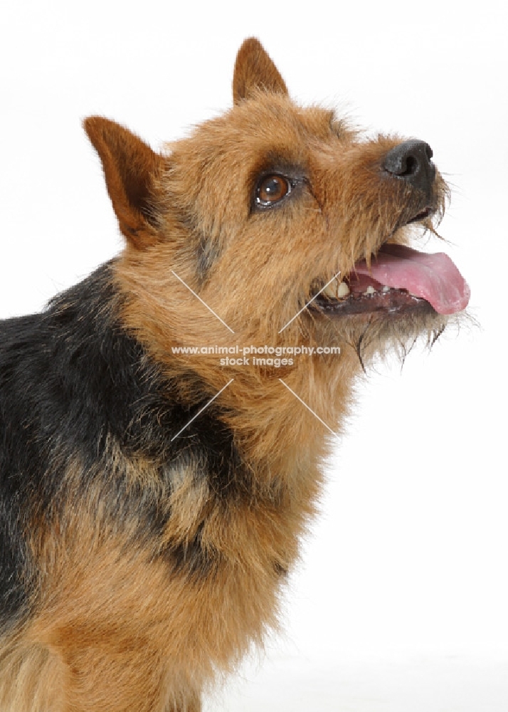 Norwich Terrier portrait on white background