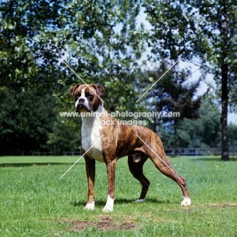boxer standing on grass, looking alert