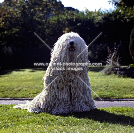 famous komondor sitting on grass, hercegvaros cica of borgvaale and loakespark (kitten)