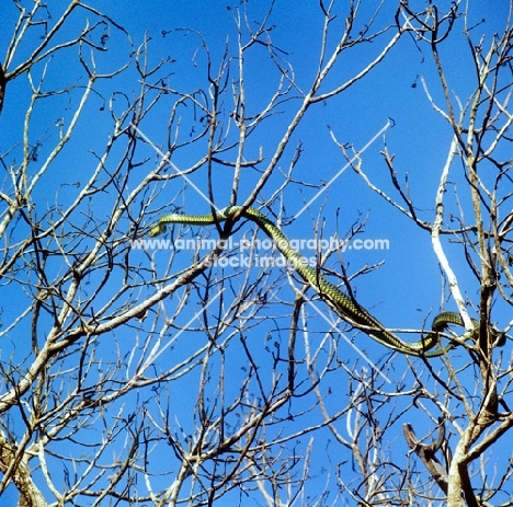 green boomslang in a tree in tanzania