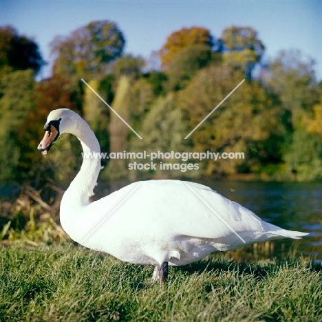 swan on river bank, thames