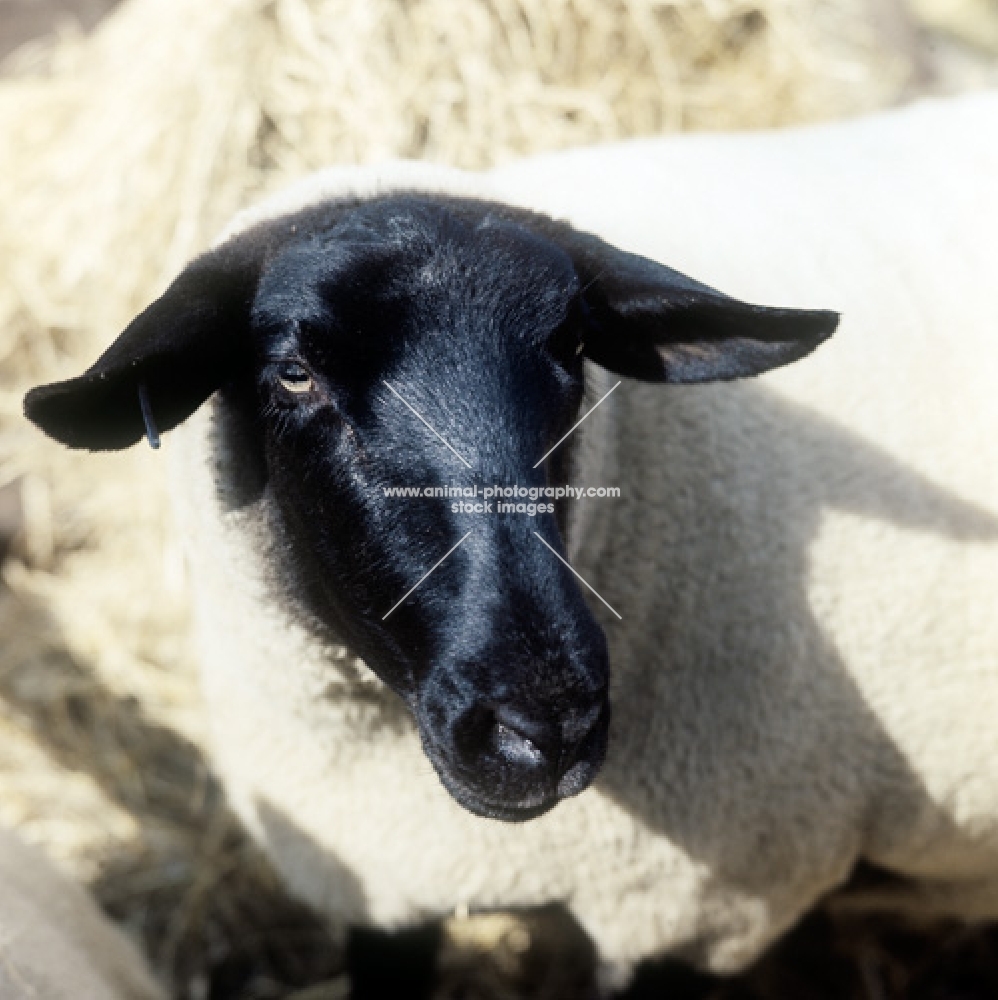 suffolk ewe portrait