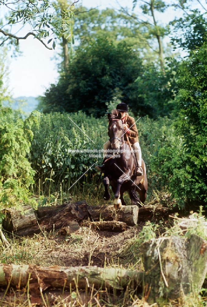 pony club member riding over a cross country course