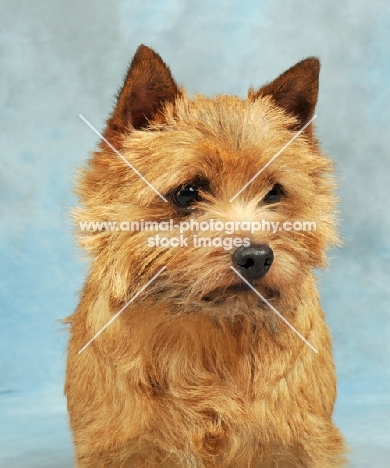 Norwich Terrier on blue background